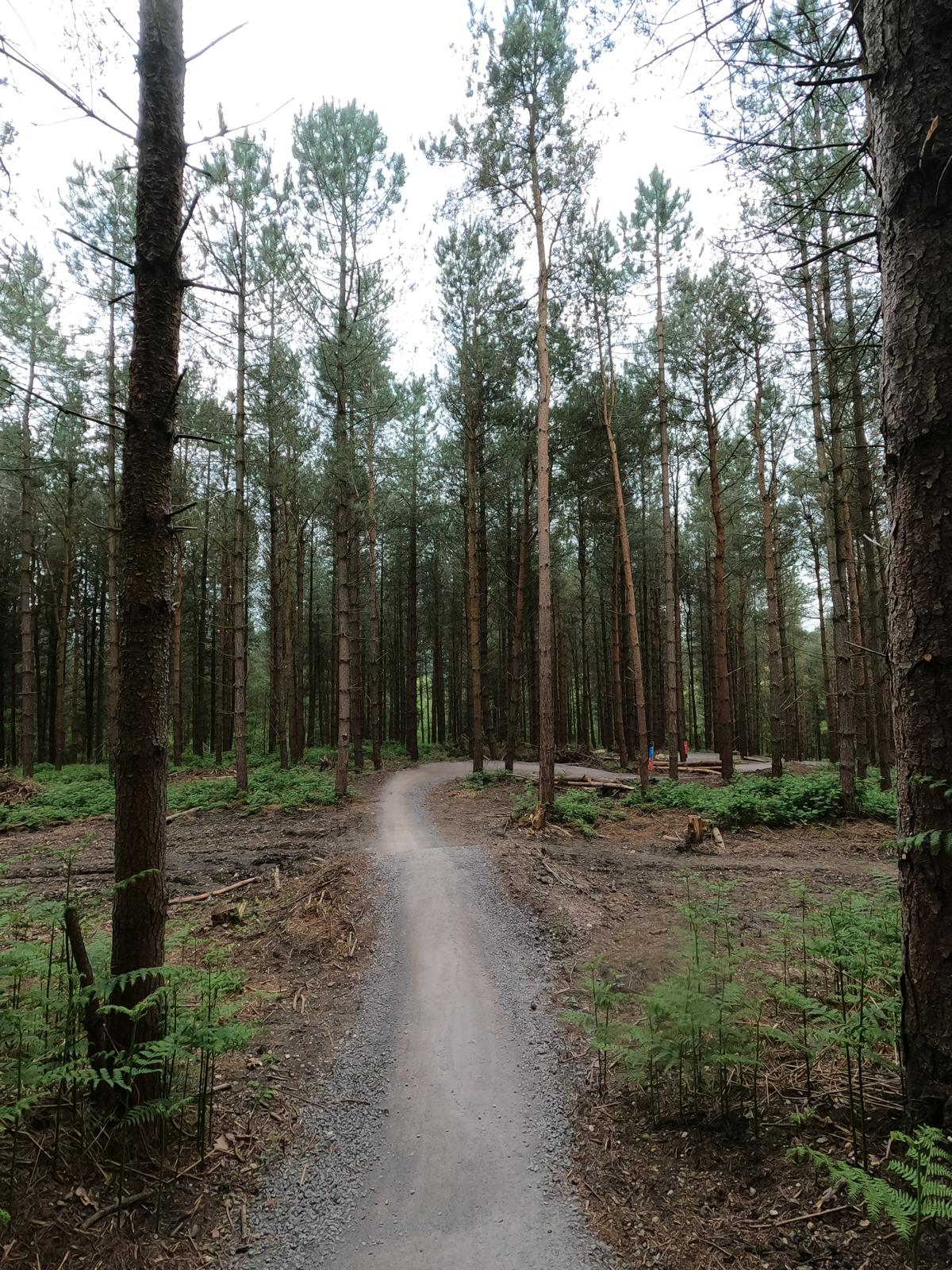 Cannock Chase trails